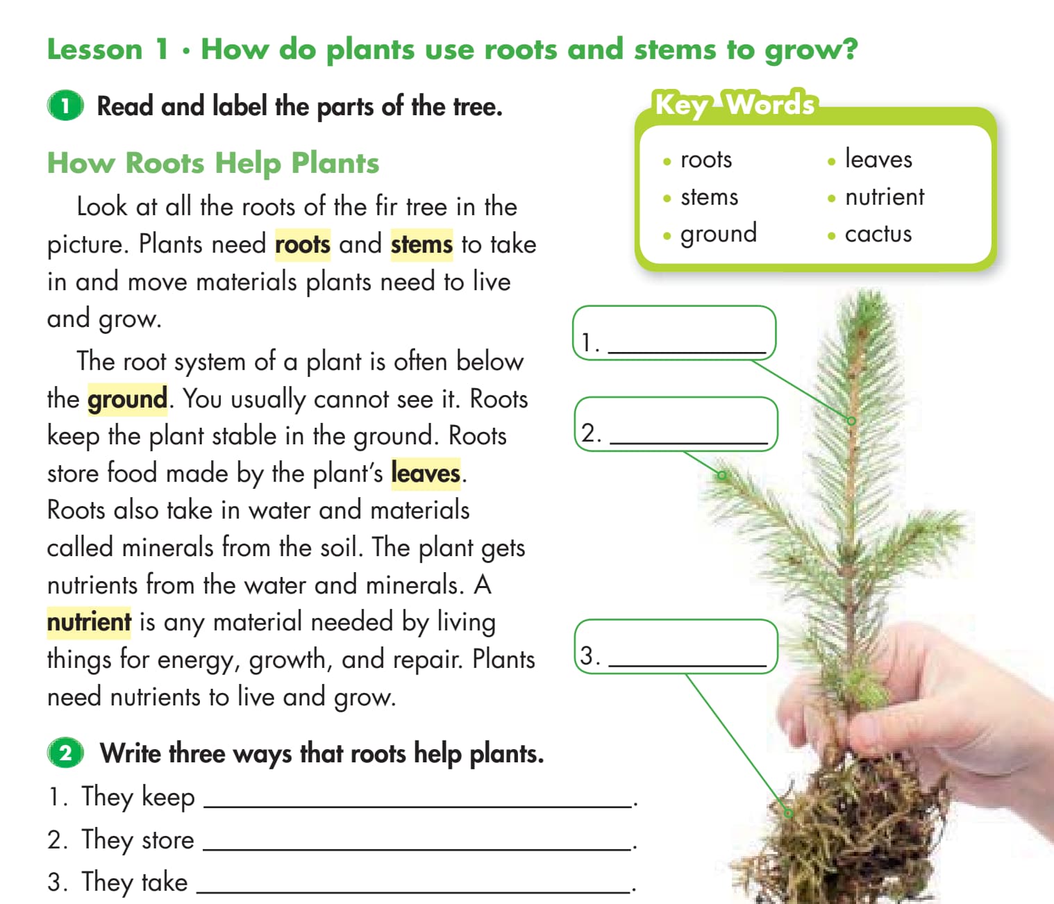 How do plans use roots and stems to grow